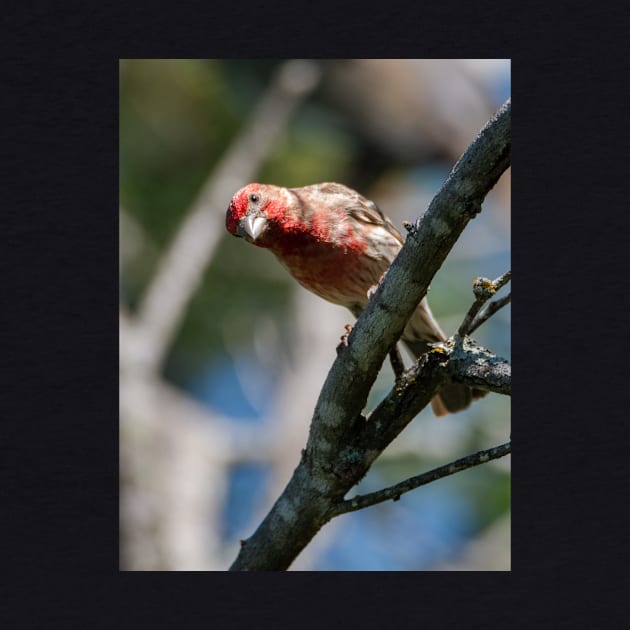 House Finch Hello You by Debra Martz